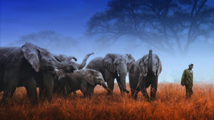 Elephants